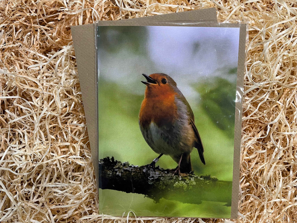 A Singing Robin