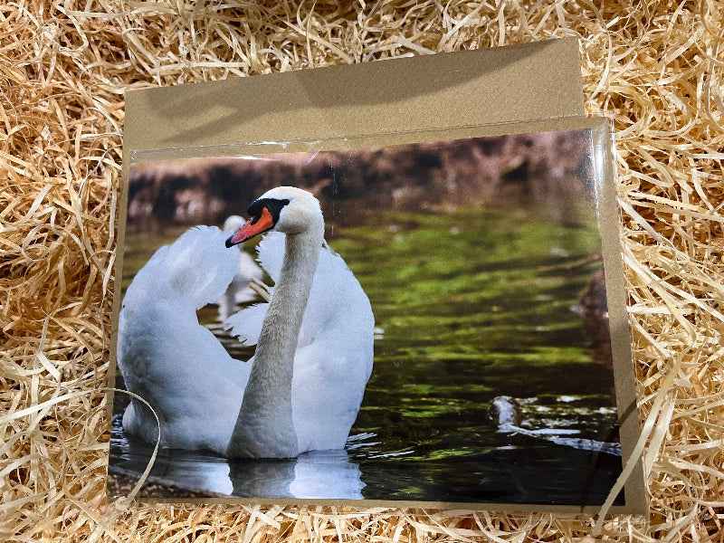 A Graceful Swan, Greeting Card