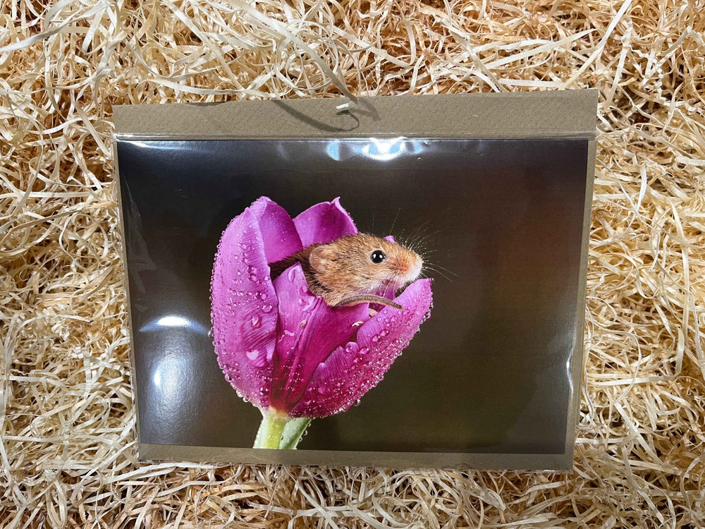 Harvest Mouse in Tulip, Greeting Card