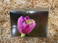Harvest Mouse in Tulip, Greeting Card