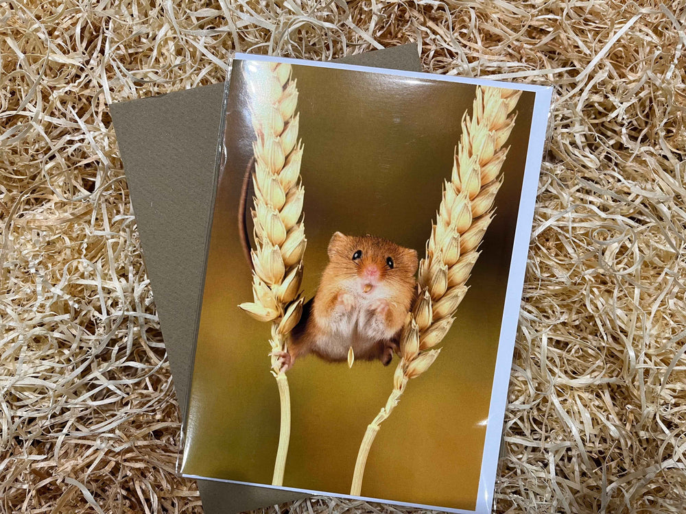 Look at Me !! Greeting Card