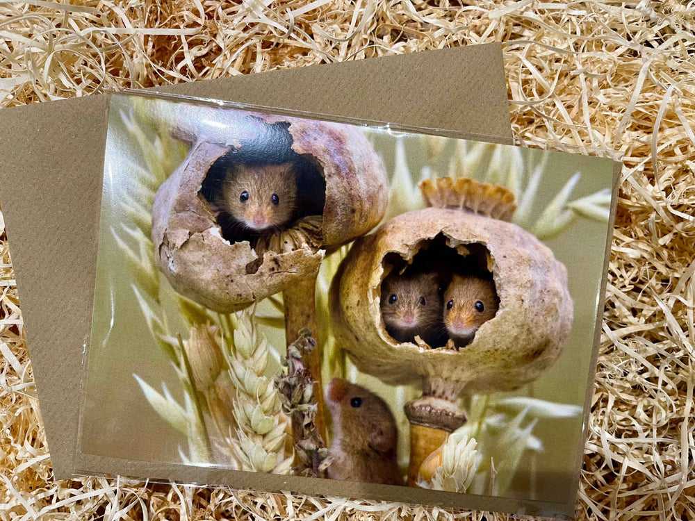 Can you See Us !!, Greeting Card