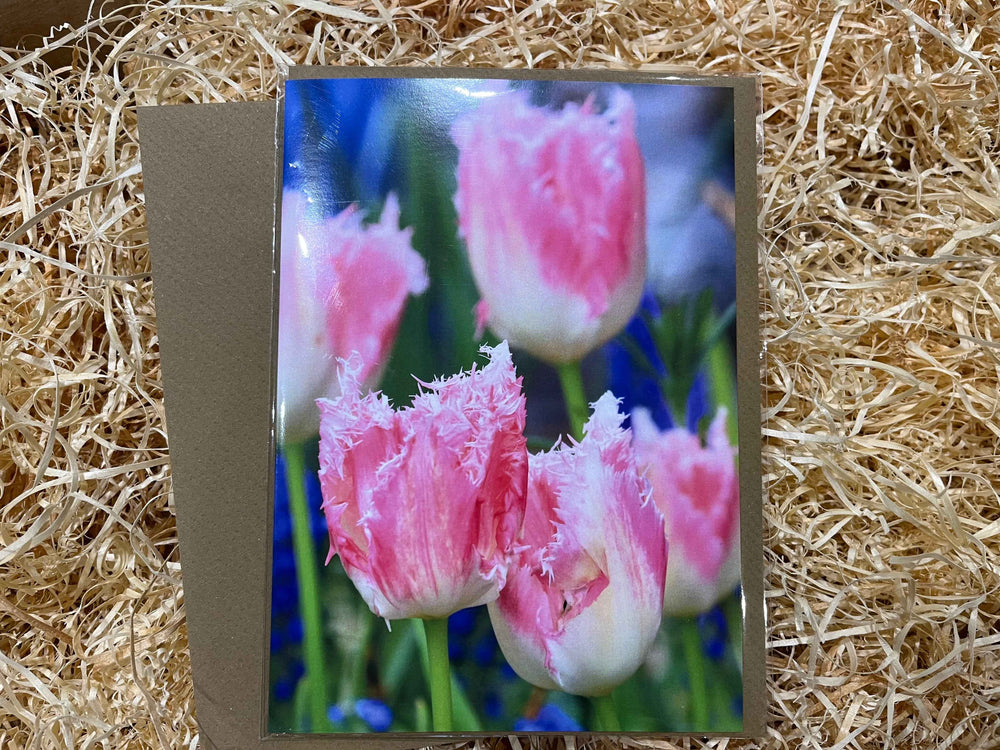 Pink Tulips, Greeting Card