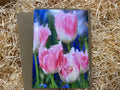 Pink Tulips, Greeting Card