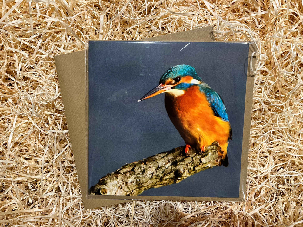 Kingfisher Greeting Card - The Courtyard Marketplace