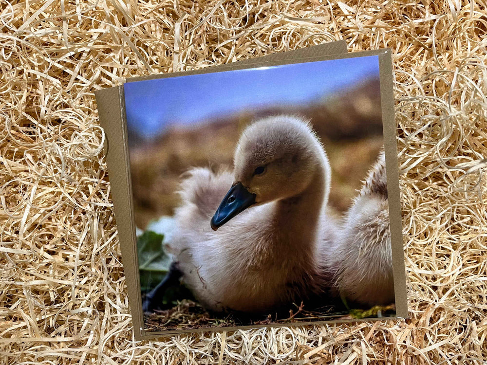 Signet Greeting Card - The Courtyard Marketplace