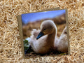 Signet Greeting Card