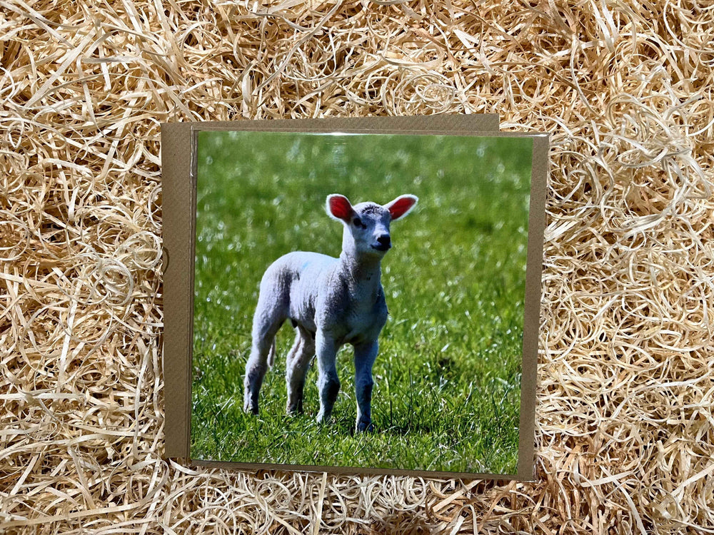 Spring Lamb Greeting Card