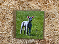 Spring Lamb Greeting Card