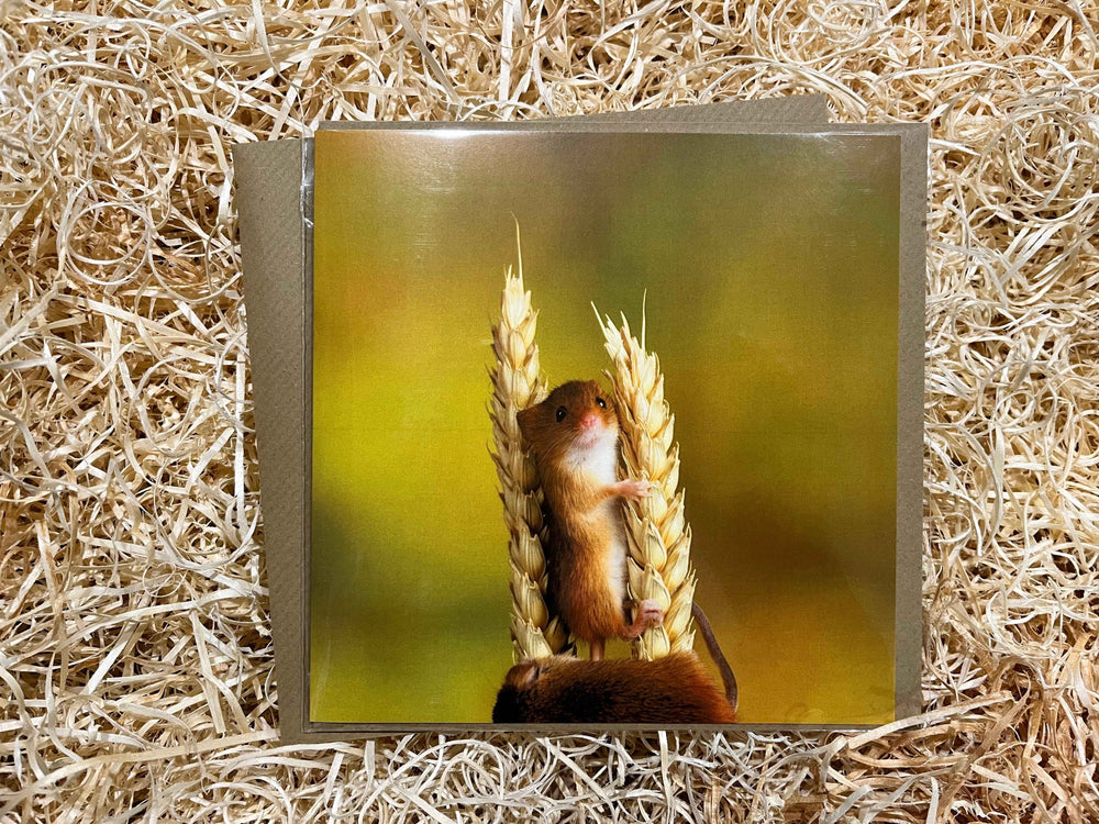Harvest Mice Greeting Card - The Courtyard Marketplace