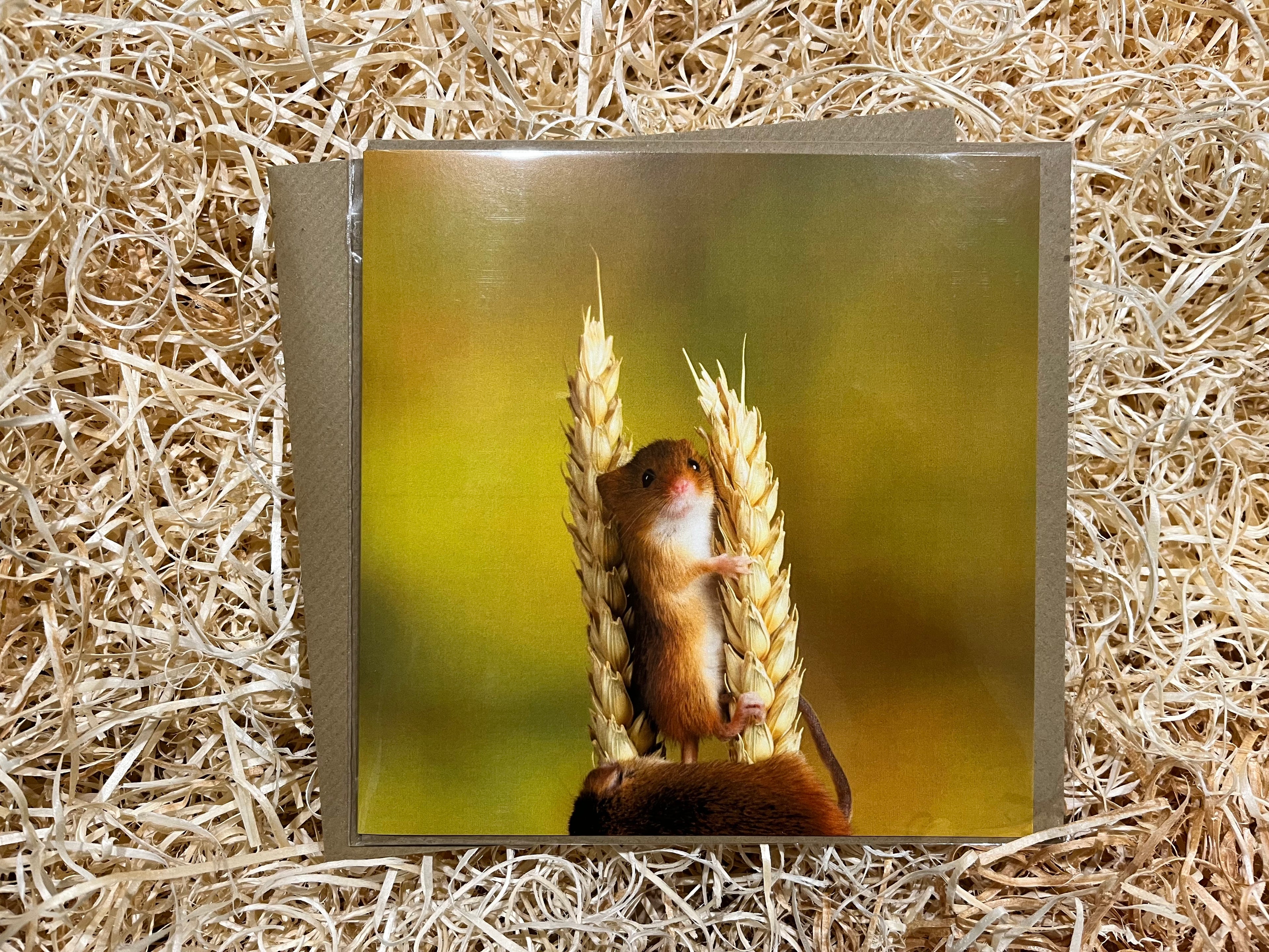 Harvest Mice Greeting Card