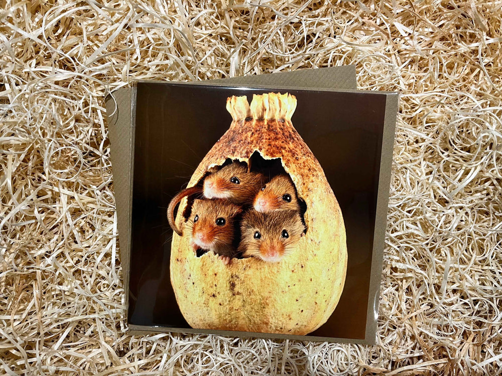 No More Room Here Greeting Card - The Courtyard Marketplace