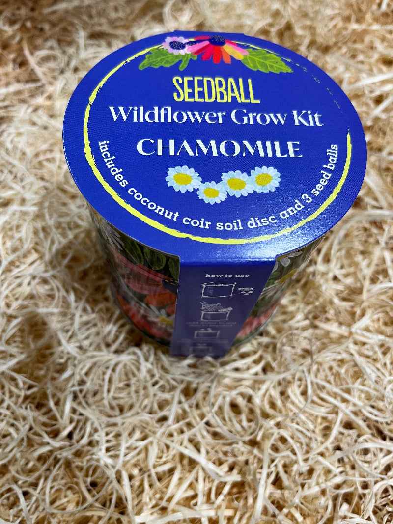 Chamomile Wildflower Grow Kit - Enrich Your Space With Nature's Charm - The Courtyard Marketplace