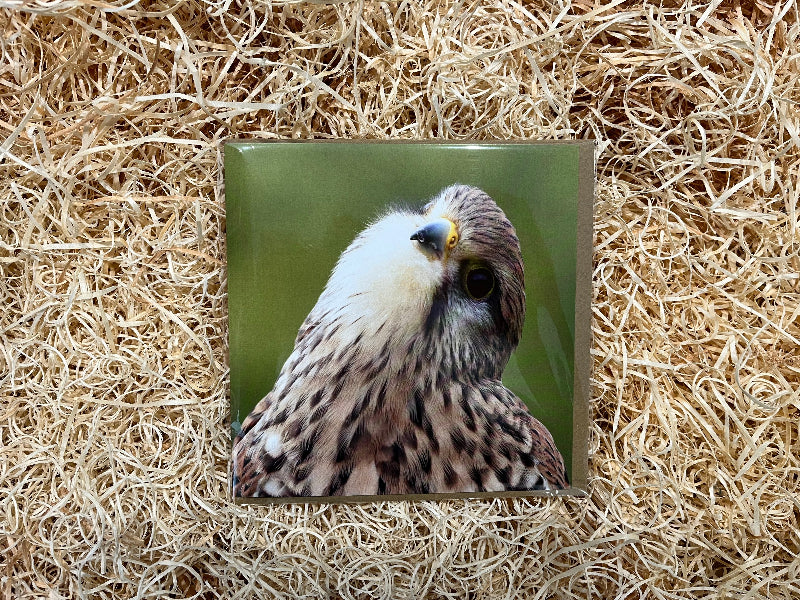 Square tile with a hawk's face on a bed of straw