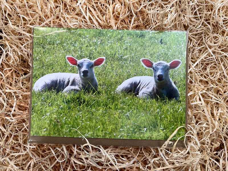 Spring Lambs, South Newton - The Courtyard Marketplace