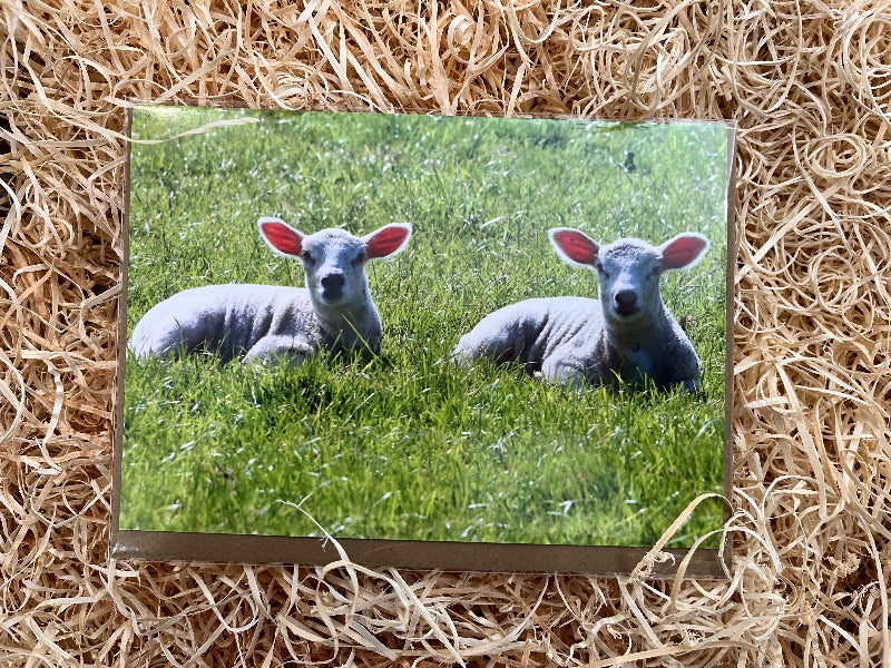 Two lambs lying in grass on a card, placed on straw.