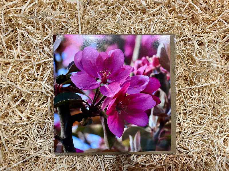Apple Blossom Greeting Card