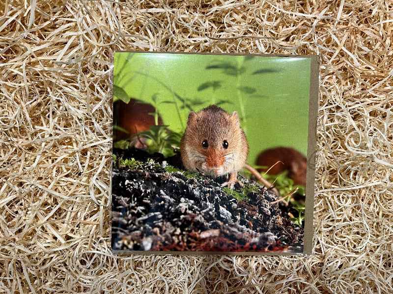 Cute Harvest Mouse, Greeting Card - The Courtyard Marketplace