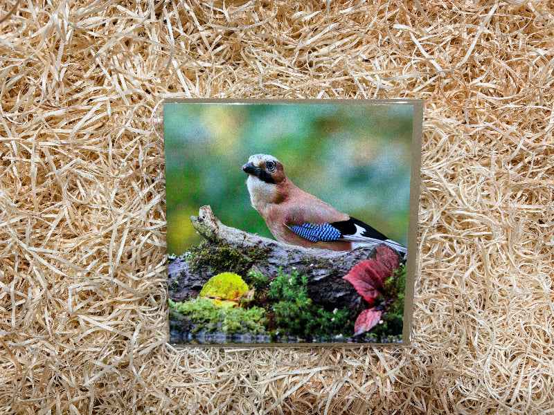 Jay Greeting Card.