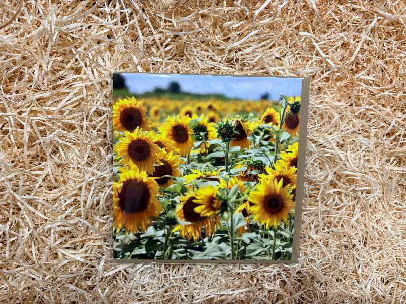 Field of Sunflowers, Greeting Card