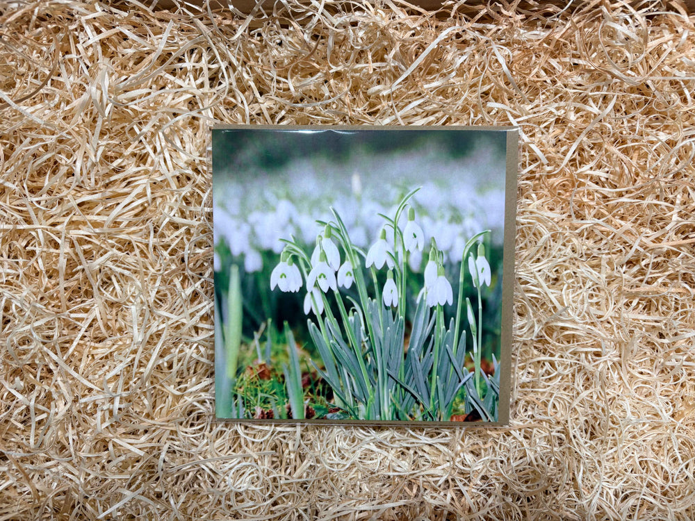 Snowdrops Greeting Card.